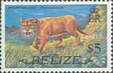 Mountain Lion (Felis concolor)