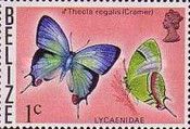 Regal Hairstreak (Thecla regalis)