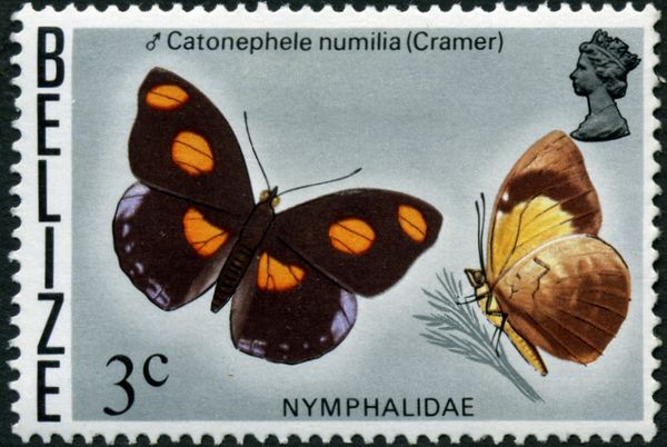 Stoplight Catone (Catonephele numilia)
