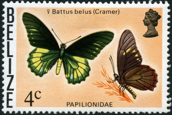 Belus Swallowtail (Battus belus)