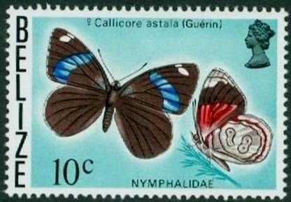 Navy Eighty-eight (Callicore astala)