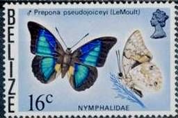 Shaded-blue Leafwing (Prepona pseudojoiceyi)