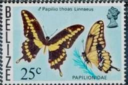 King Swallowtail (Papilio thoas)