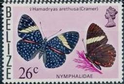 Queen Cracker Butterfly (Hamadryas arethusa)