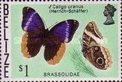 Gold-edged Owl-Butterfly (Caligo uranus)