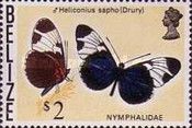 Sapho Logwing (Heliconus sapho)