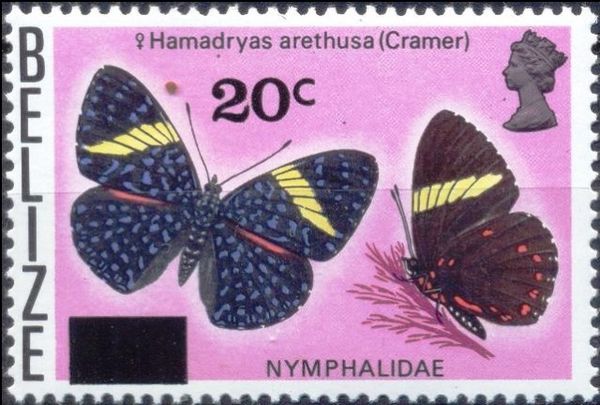 Queen Cracker Butterfly (Hamadryas arethusa) - Surcharged