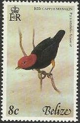 Red-capped Manakin (Pipra mentalis)
