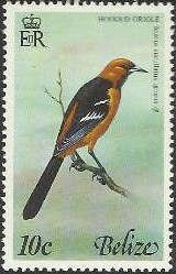 Hooded Oriole (Icterus cucullatus igneus)