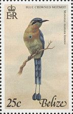 Blue-crowned Motmot (Momotus momota lessonii)