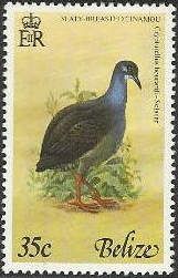 Slaty-breasted Tinamou (Crypturellus boucardi)