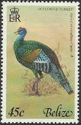 Ocellated Turkey (Agriocharis ocellata)