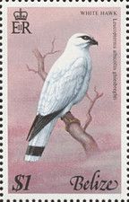 White Hawk (Leucopternis albicollis ghiesbreghti)