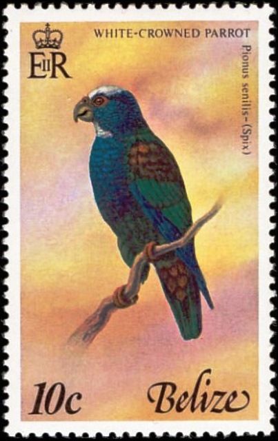 White-crowned Parrot (Pionus senilis)