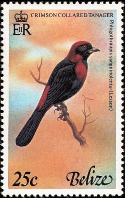 Crimson-collared Tanager (Phlogothraupis sanguinolenta)