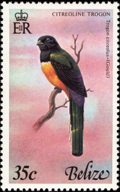 Citreoline Trogon (Trogon citreolus) (see Description)