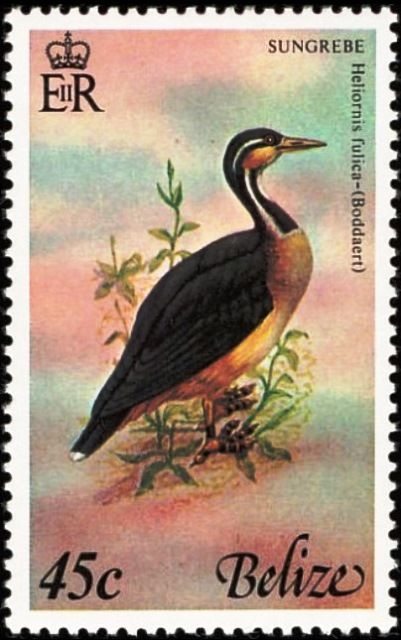 Sungrebe (Heliornis fulica)