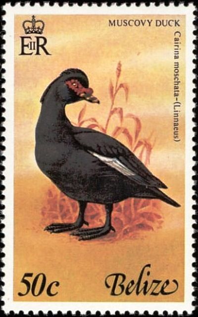 Muscovy Duck (Cairina moschata)