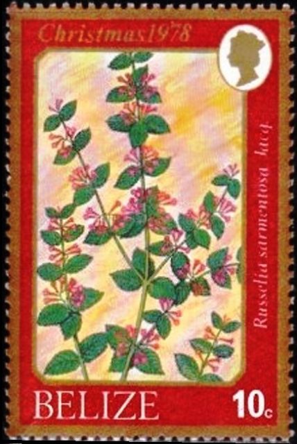 Russelia sarmentosa