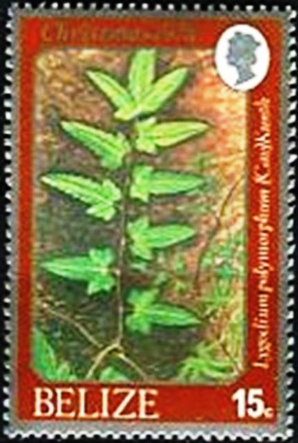 Lygodium polymorphum