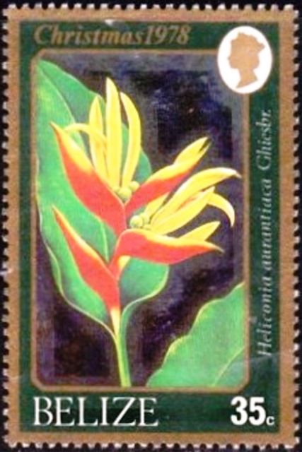 Heliconia aurantiaca
