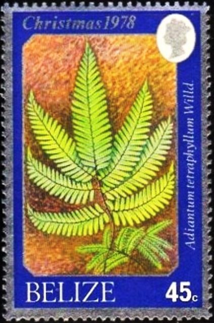 Adiantum tetraphyllum