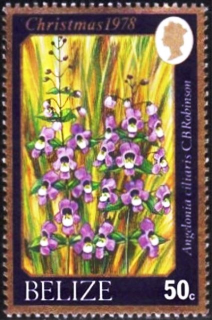 Angelonia ciliaris