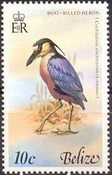 Boat-billed Heron (Cochlearius cochlearius)