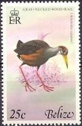 Gray-necked Wood-Rail (Aramides cajanea)