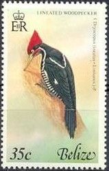 Lineated Woodpecker (Dryocopus lineatus)