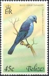 Blue-gray Tanager (Thraupis virens)