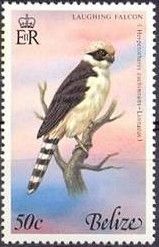 Laughing Falcon (Herpetotheres cachinnans)