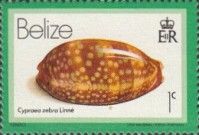 Measled Cowrie (Cypraea zebra)