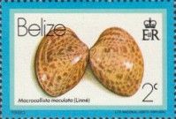 Calico Clam (Macrocallista maculata)