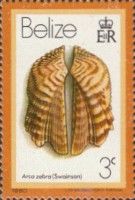 Turkey Wing Ark Clam (Arca zebra)