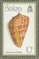 West Indian Alphabet Cone (Conus spurius)