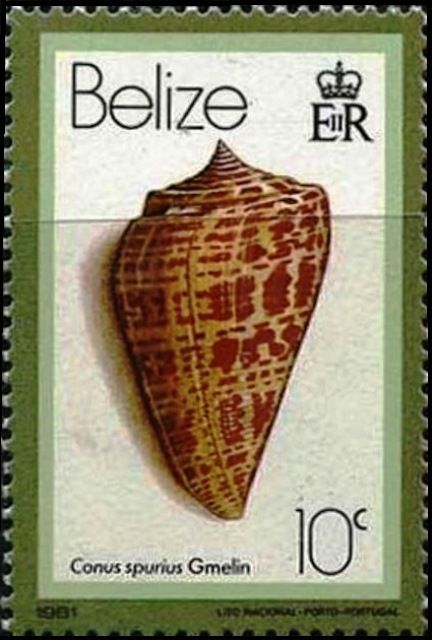 West Indian Alphabet Cone (Conus spurius)