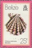 Knobby Scallop (Chlamys imbricata)