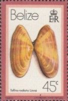 Sunrise Tellin (Tellina radiata)