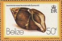 Chestnut Nassa (Leucozonia nassa ssp. leucozonalis)
