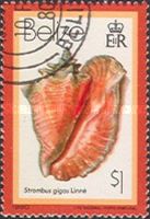 Queen or Pink Conch (Lobatus gigas)