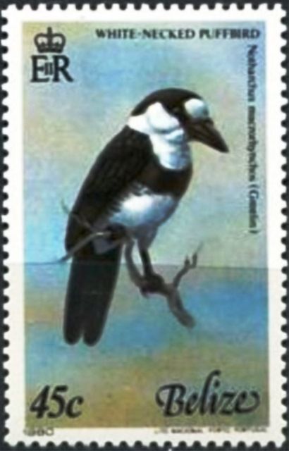 White-necked Puffbird (Notharchus macrorhynchos)