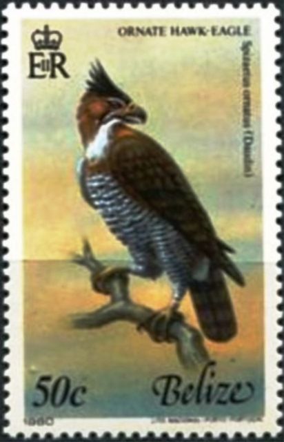Ornate Hawk-Eagle (Spizaetus ornatus)