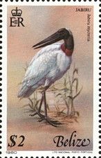 Jabiru (Jabiru mycteria)