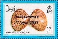 Calico Clam (Macrocallista maculata) - Overprinted