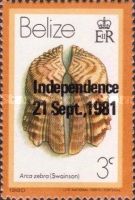 Turkey Wing Ark Clam (Arca zebra) - Overprinted