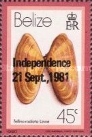 Sunrise Tellin (Tellina radiata) - Overprint