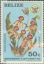 Black Orchid (Encyclia cochleatum)