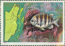 Sergeant Major (Abudefduf saxitilis)
