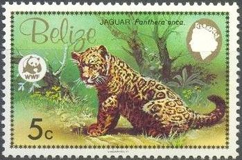 Jaguar (Panthera onca) Cub